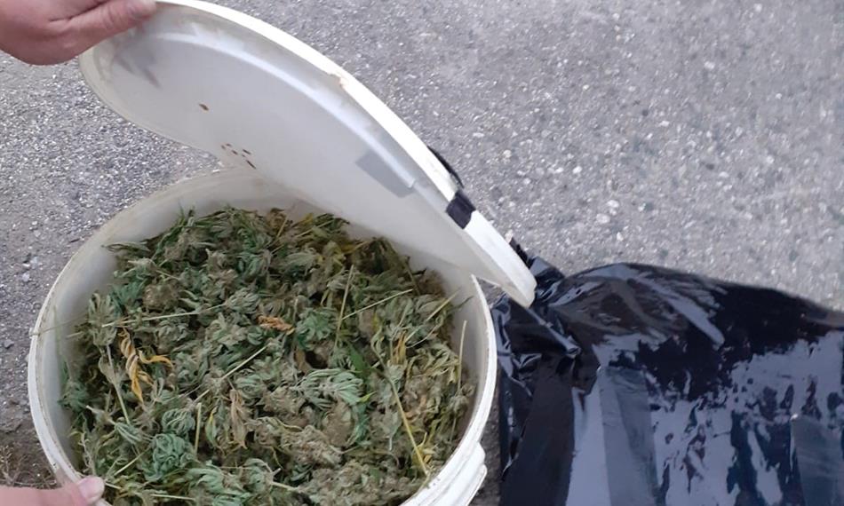 Záchyt konopí a kokainu